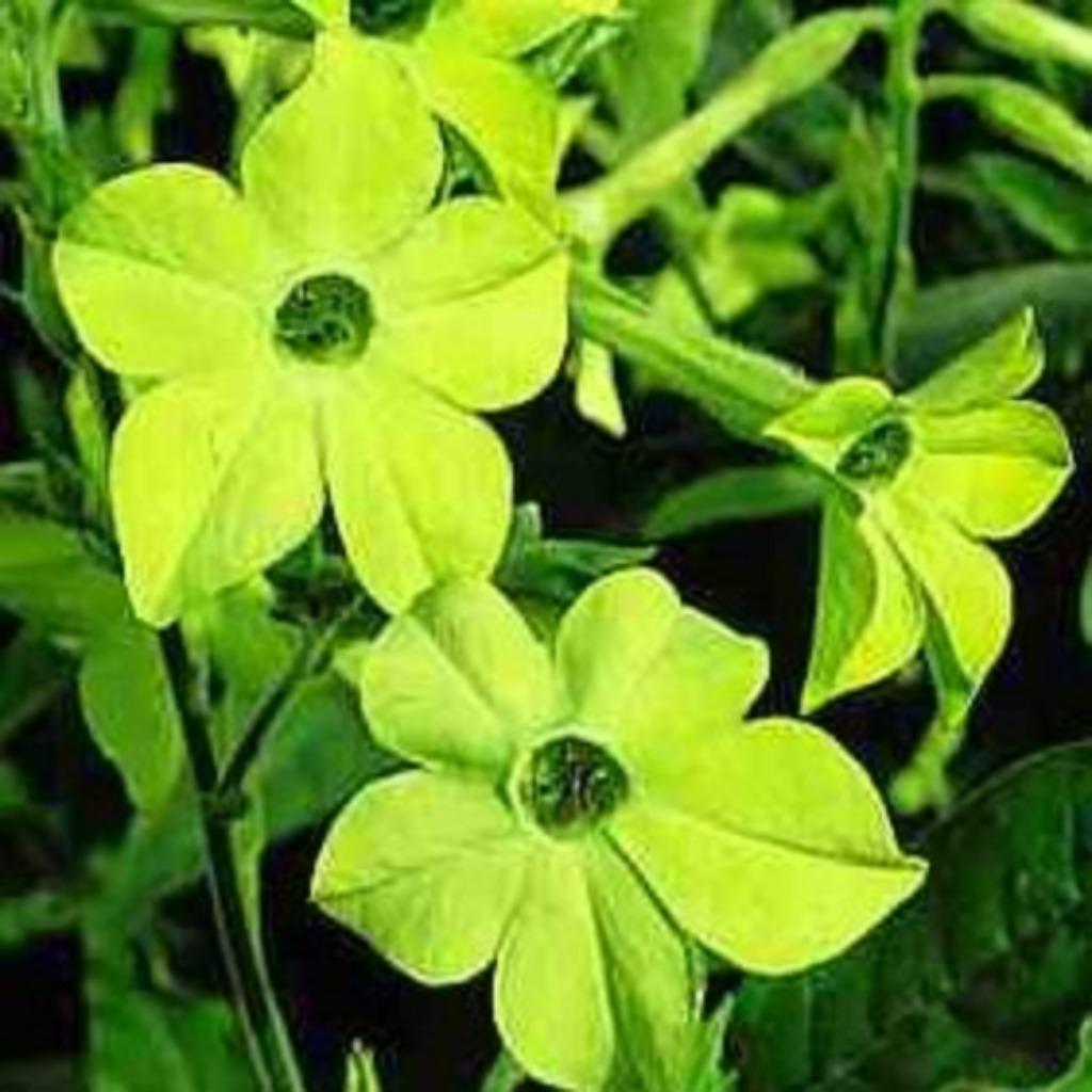 20 zaden siertabak Nicotiana Lime green, Tuin en Terras, Verzenden, Volle zon, Zaad