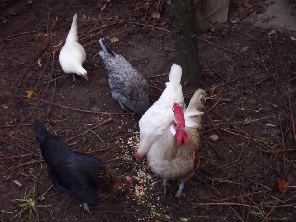 krielkippen Basette, Plusieurs animaux, Poule ou poulet