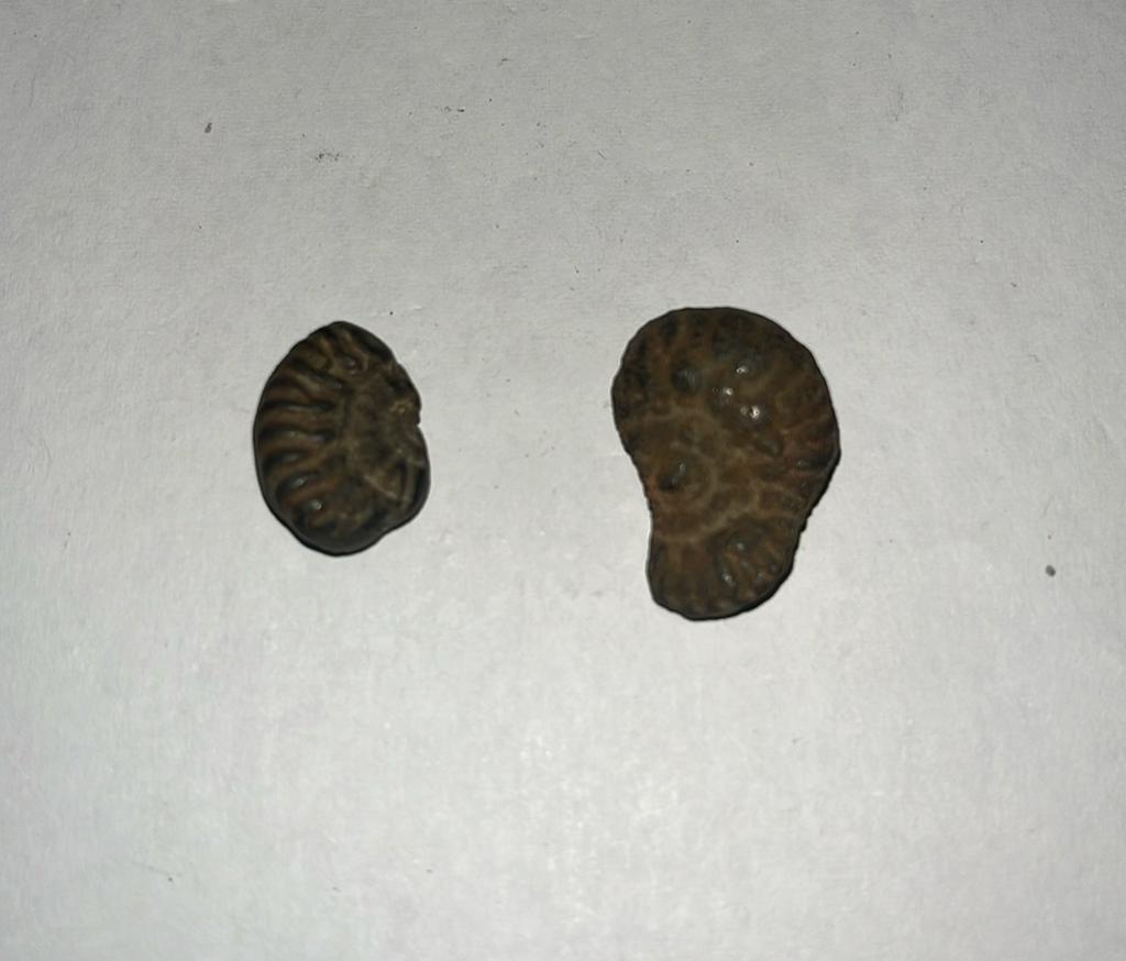 2 kleine Ammoniet fossielen - 6,5gram totaal - 17mm en 22mm, Ophalen of Verzenden, Fossiel
