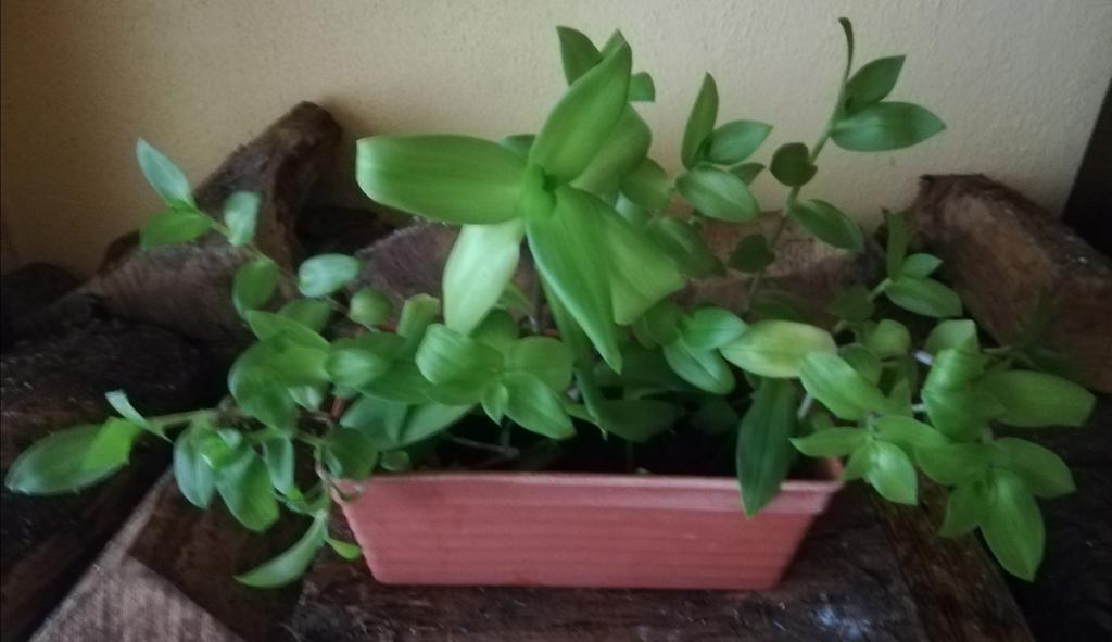 Misère verte en jardinière, Enlèvement, En pot