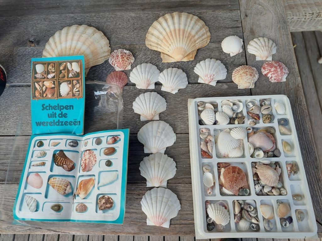 Collection de coquillages vintage SHELL 1972, Collections, Enlèvement ou Envoi, Coquillage(s)