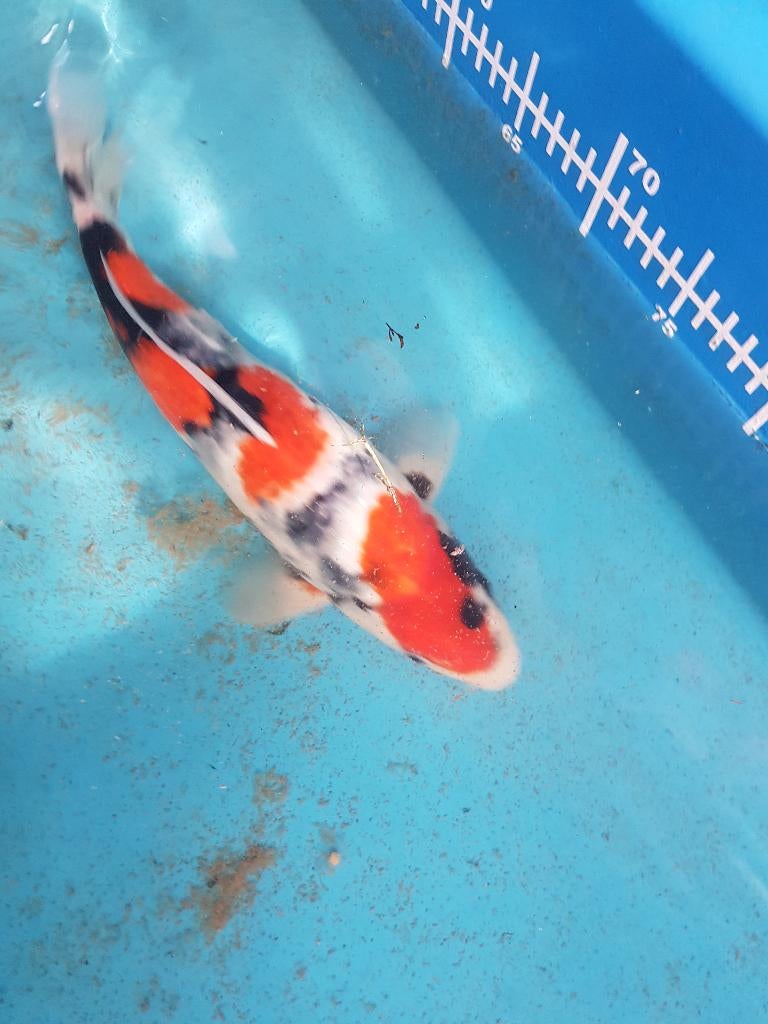 Japanse koi, Carpe ou Koï