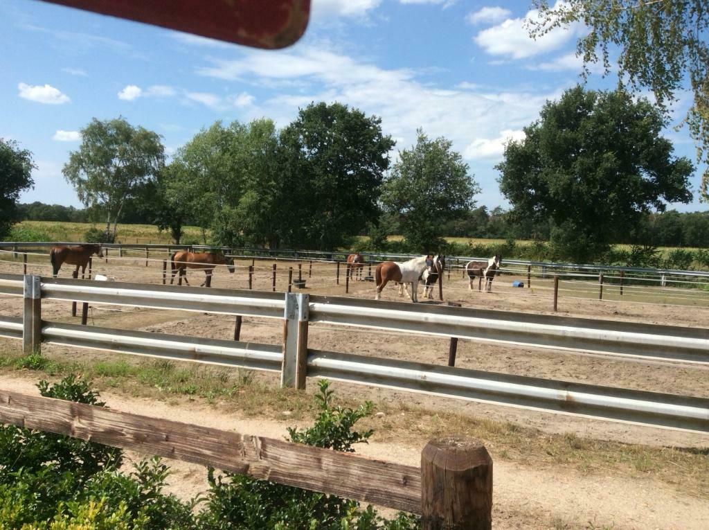 Stalling te huur, Dieren en Toebehoren, Stalling en Weidegang, Stalling, Weidegang, 4 paarden of pony's of meer