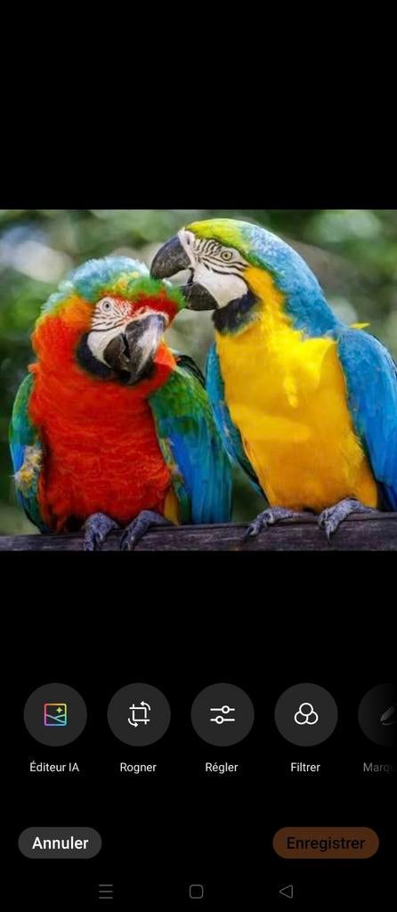 Zoek bb Macaw

Onze b&b Ararauna, Dieren en Toebehoren