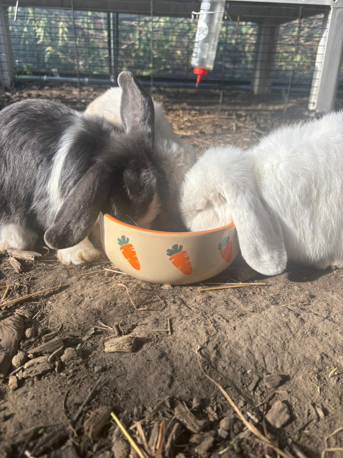 Minilop couple, Plusieurs animaux, Nain, Oreilles tombantes, 0 à 2 ans