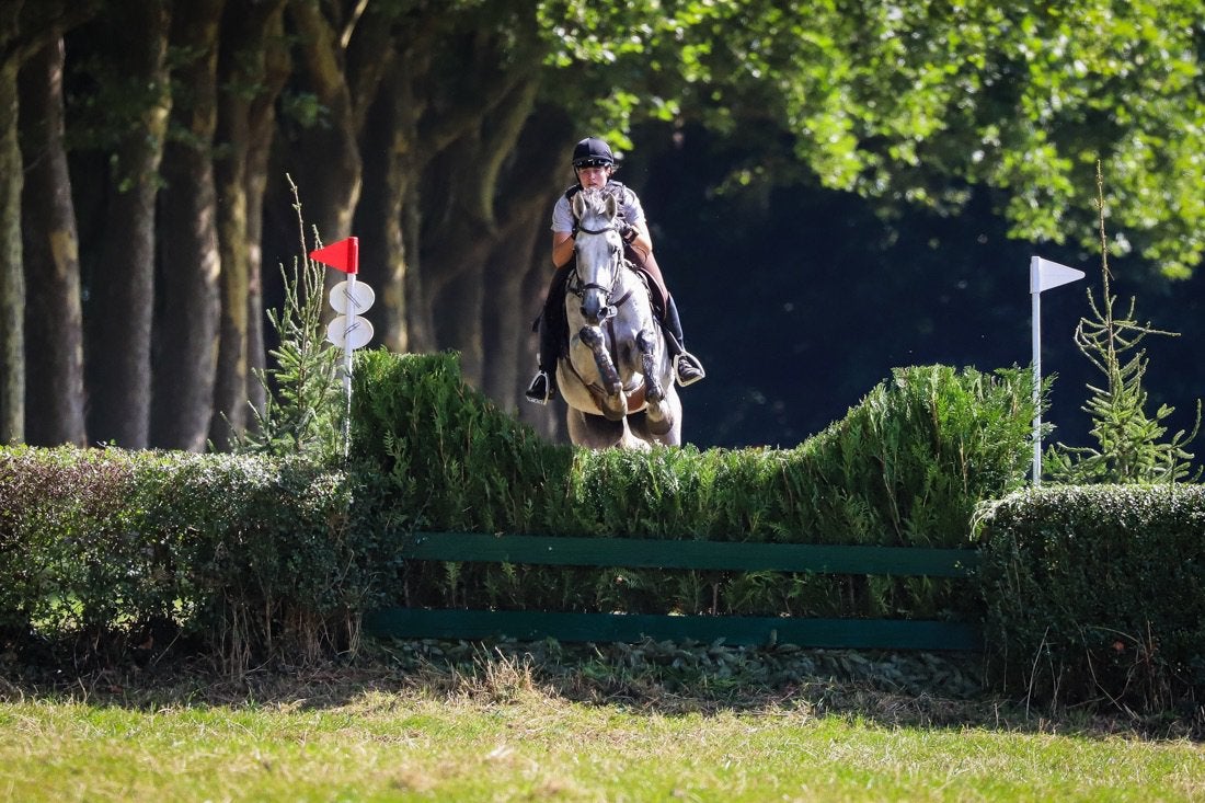 Jacht /sport paard ruin 11 jaar, Dieren en Toebehoren, Ruin, Z