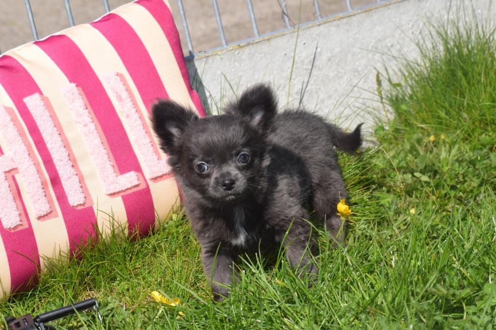 Chihuahua pups prachtige kleuren, Dieren en Toebehoren, 15 weken tot 1 jaar, Buitenland, Parvo, Meerdere