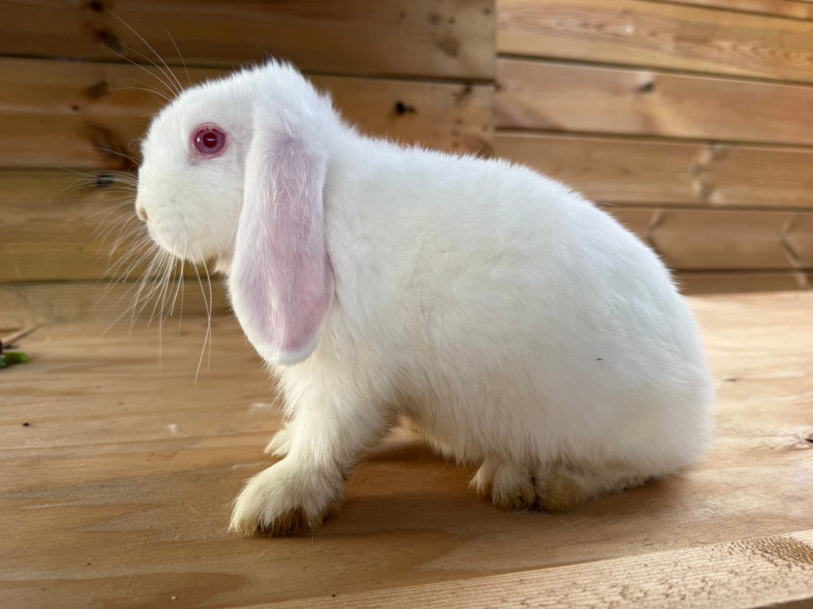 Nhd ram, Dieren en Toebehoren, Mannelijk, Dwerg, Hangoor, 0 tot 2 jaar