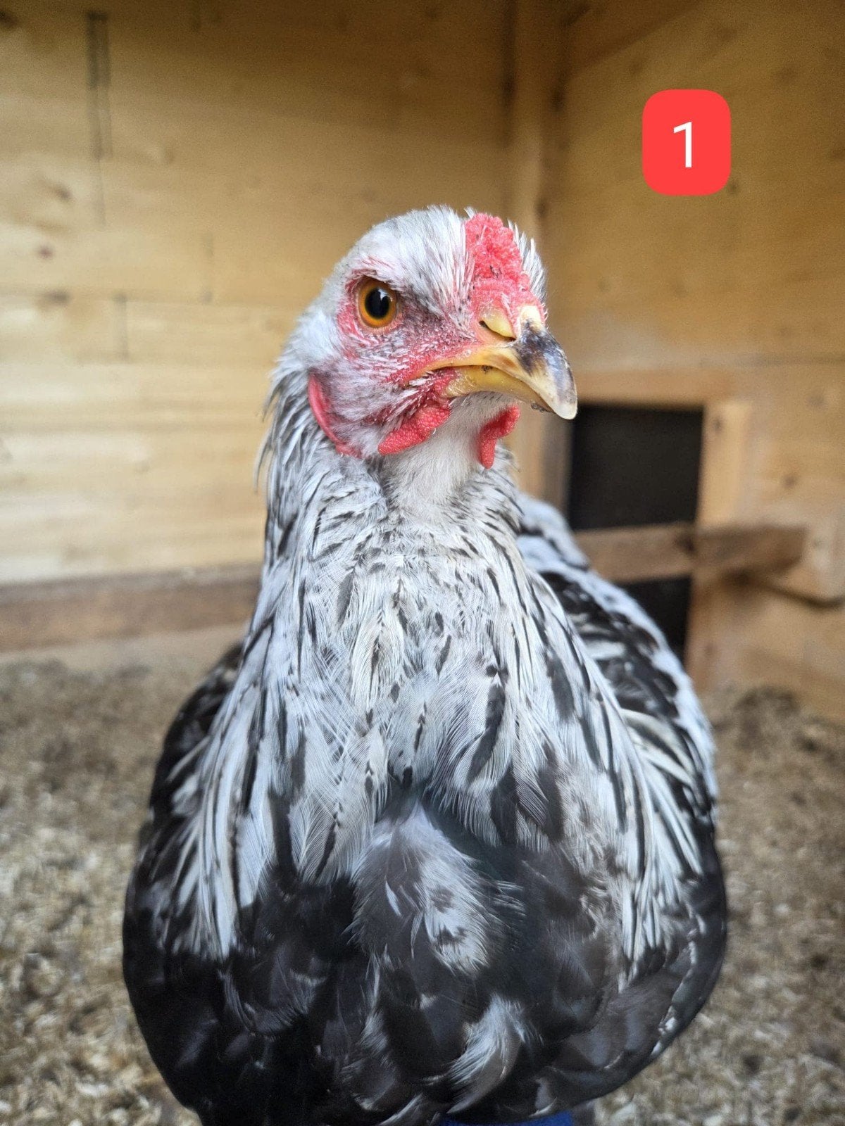 Jonge Brahma Hennen & Hanen, Dieren en Toebehoren