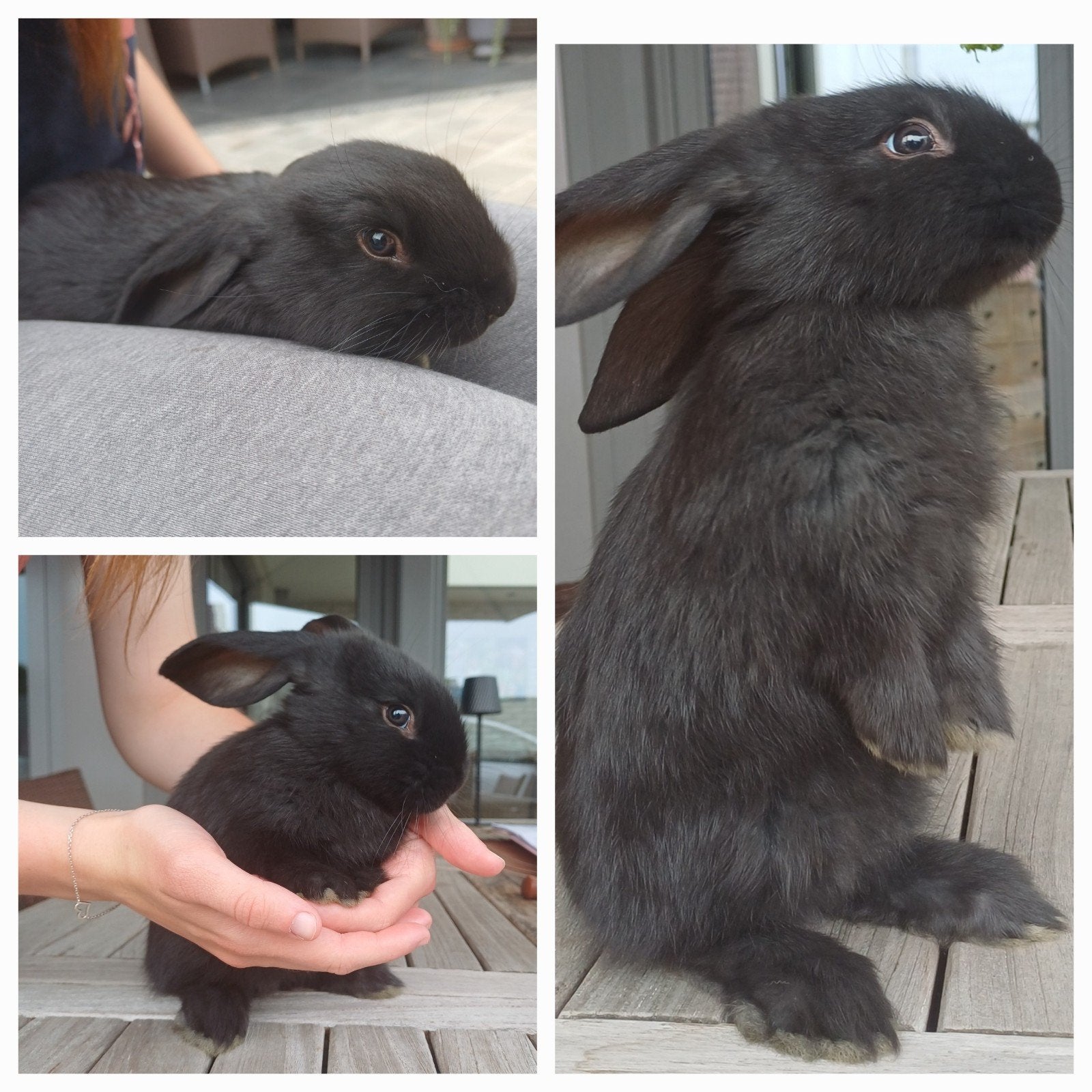 Une infirmière noire géante allemande va réserver, Animaux & Accessoires, Femelle, Grand, 0 à 2 ans