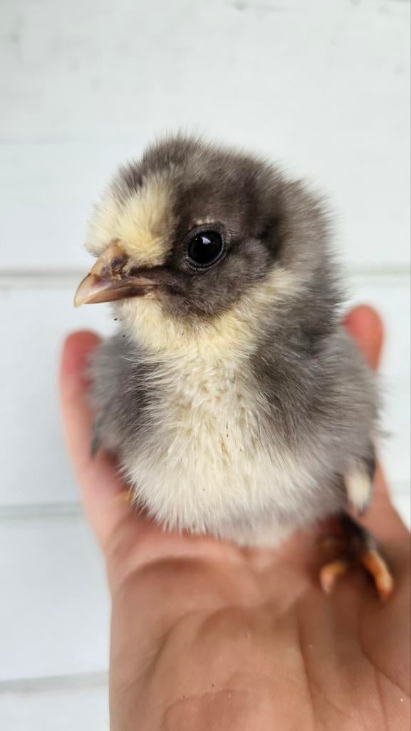 Engelse araucana kriel kuikens
