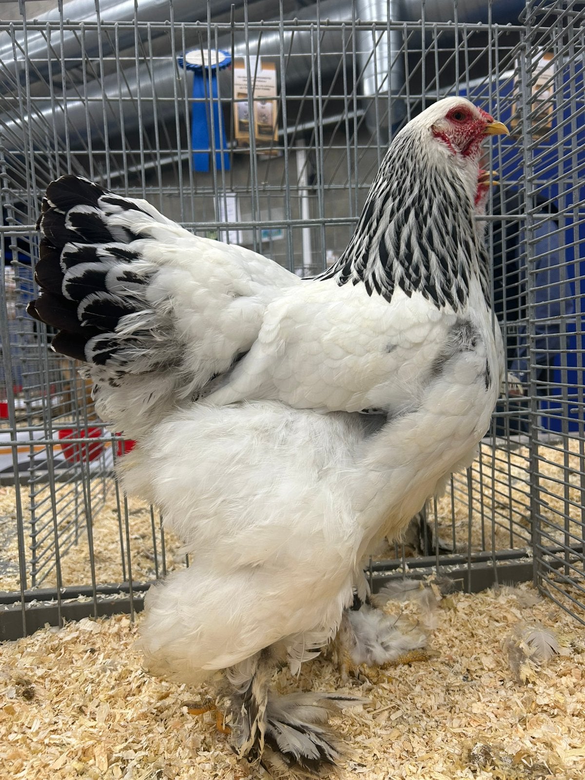 Een mooi koppel wit zwart Columbia’s, Plusieurs animaux, Poule ou poulet