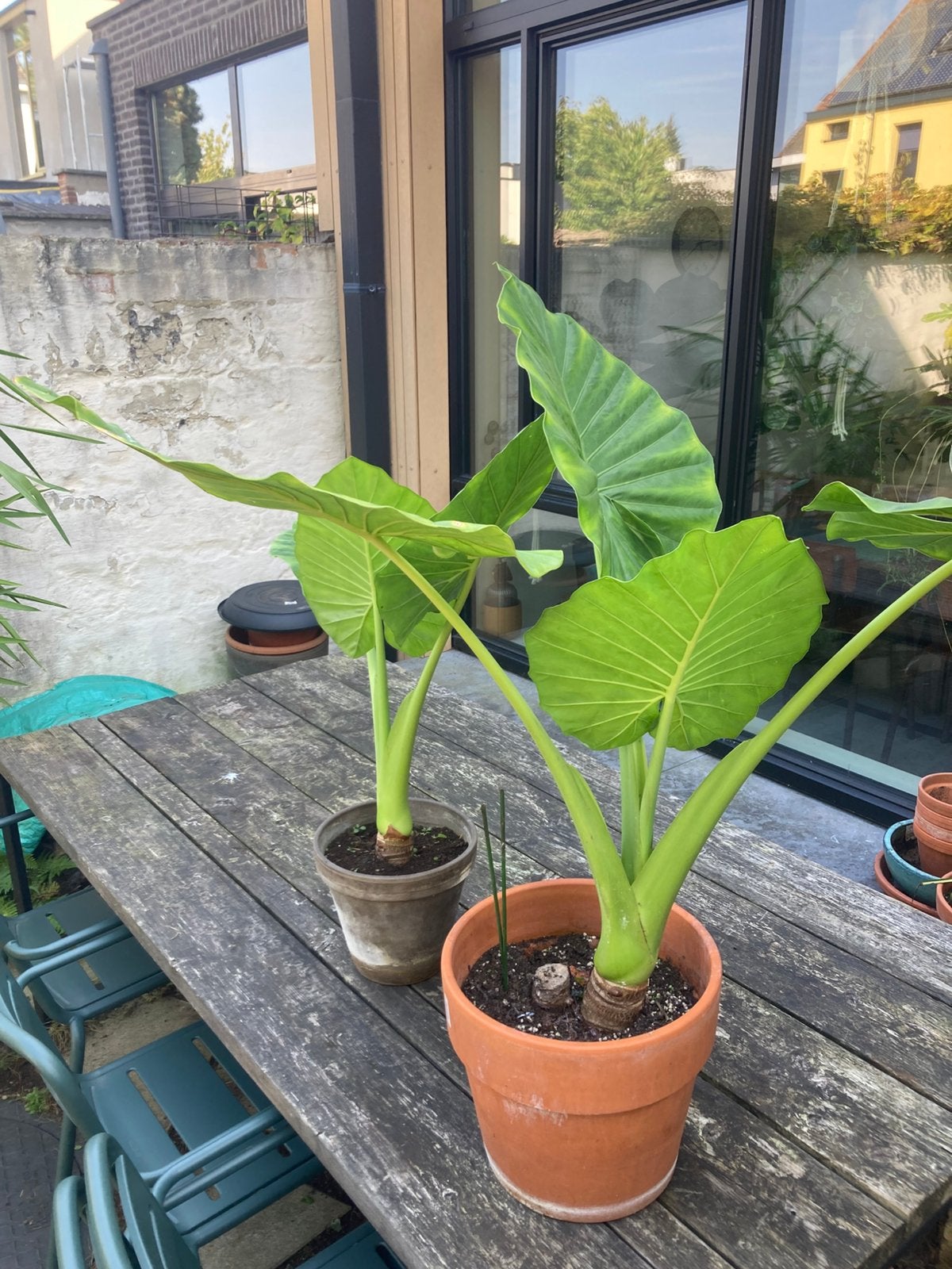 Olifantsoor kamerplant, Ophalen