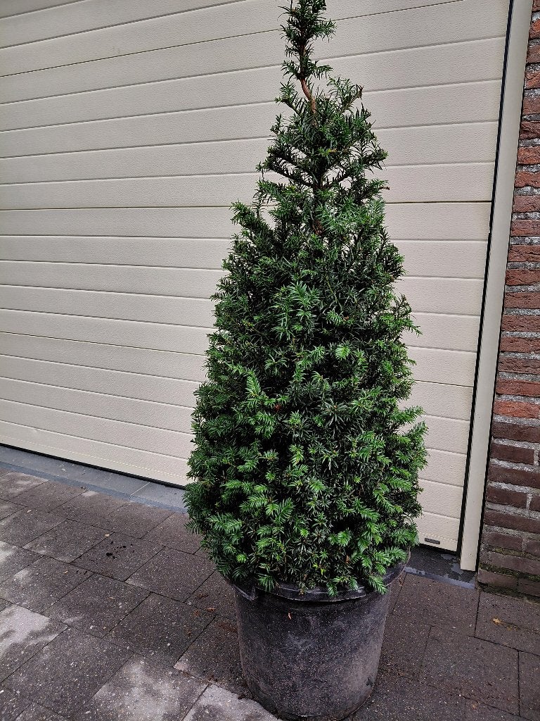 Taxus Baccata kegel, Jardin & Terrasse, Enlèvement, Taxus