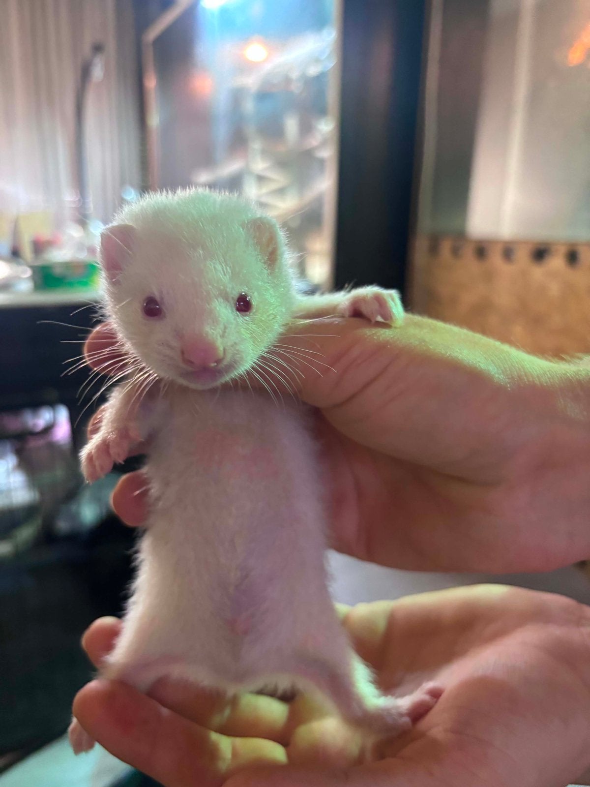Fretjes!, Dieren en Toebehoren, April, Meerdere dieren, Overige typen, Tam