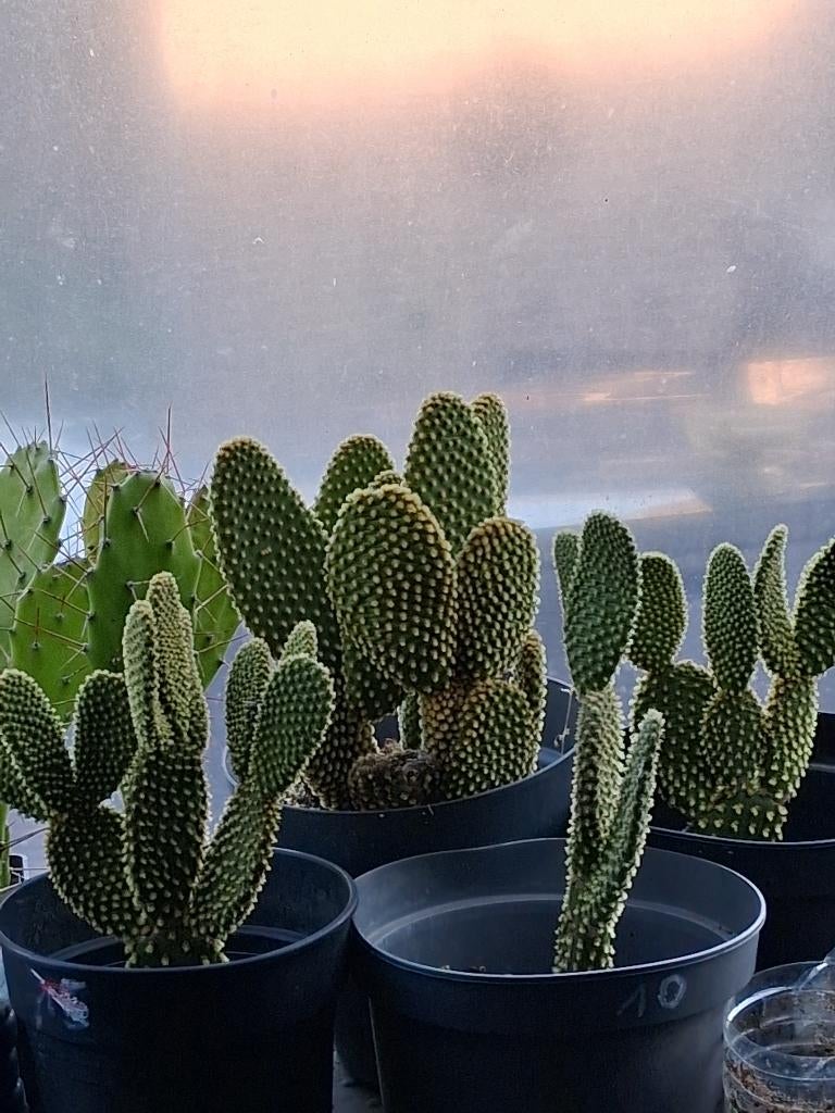 Opuntia microdaysys, Jardin & Terrasse, Plantes | Jardin, Enlèvement