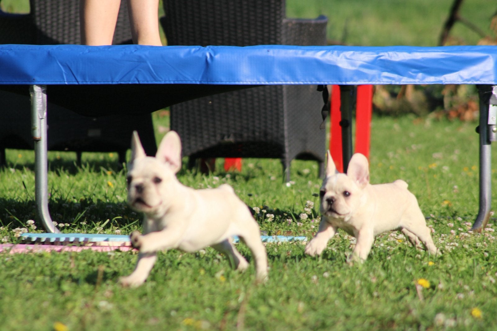 Franse Bulldog pups gezond gefokt met liefde groot gebracht, Parvo, België, Reu, 8 tot 15 weken