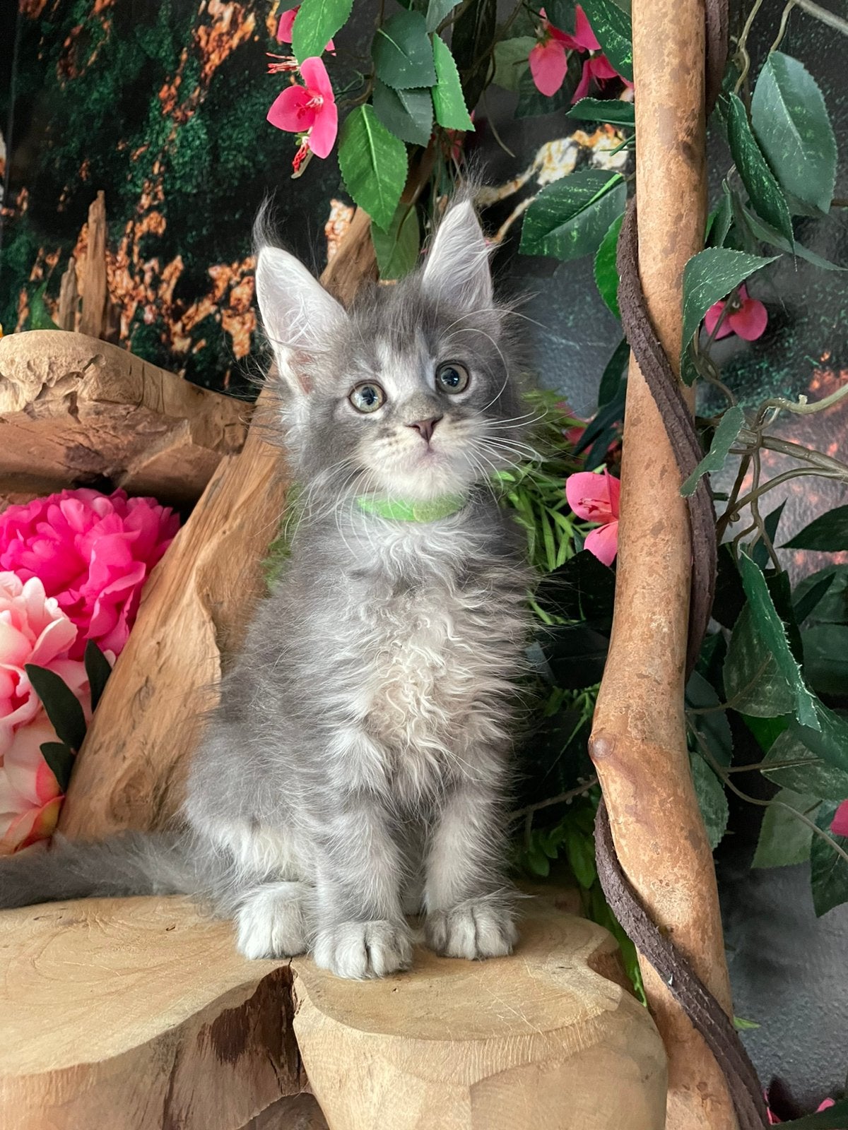 Maine coon kittens, Plusieurs animaux, Avec pedigree, 0 à 2 ans