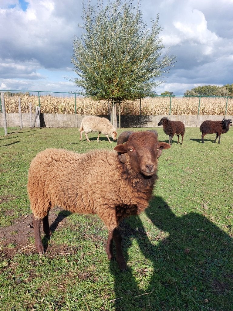 Ouessant Ram, Dieren en Toebehoren, Mannelijk, Schaap, 0 tot 2 jaar