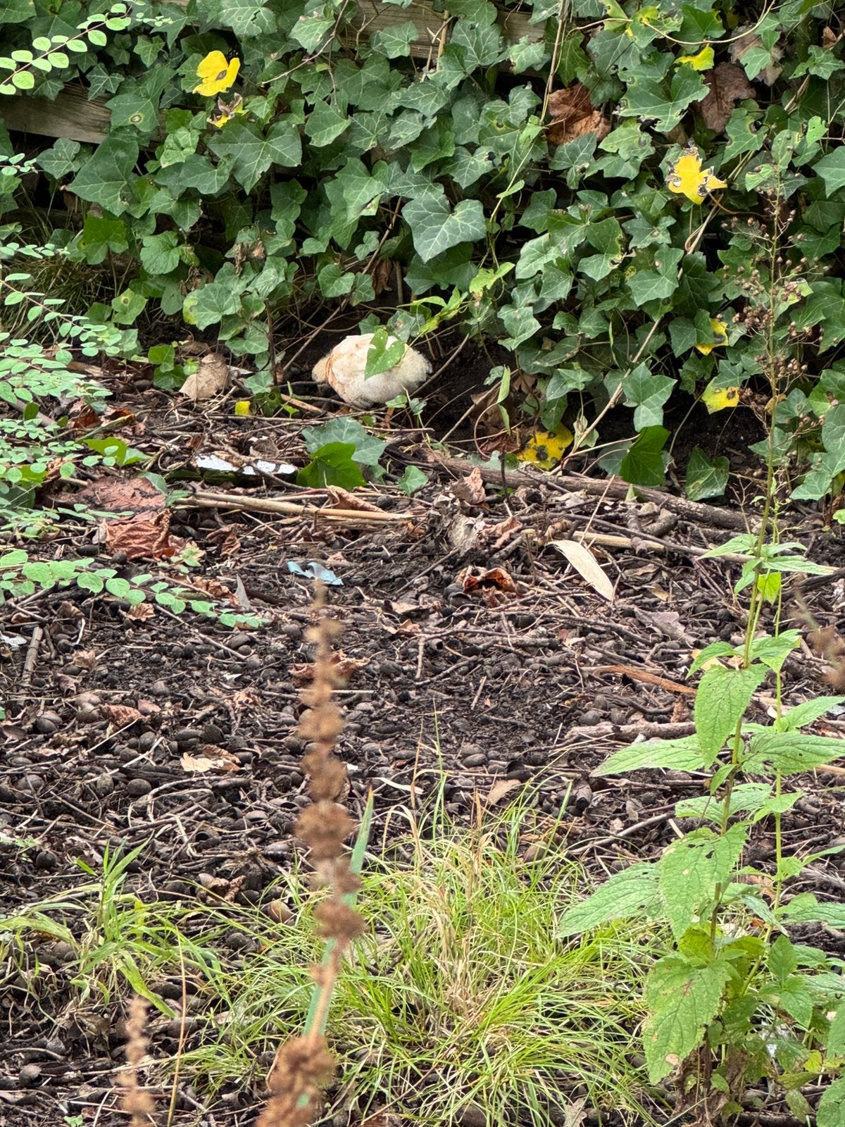 Kippen kuikens gratis, Dieren en Toebehoren, Pluimvee