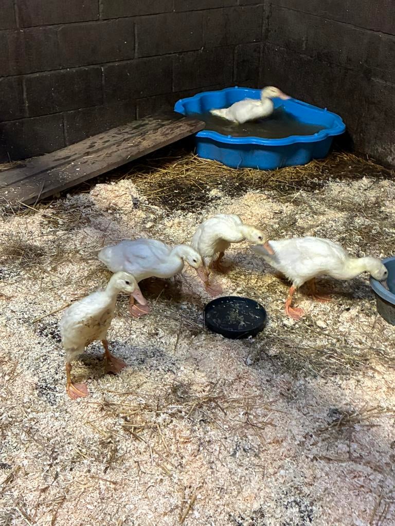 Jonge witte  indische loopeenden super tam, Dieren en Toebehoren, Meerdere dieren, Eend