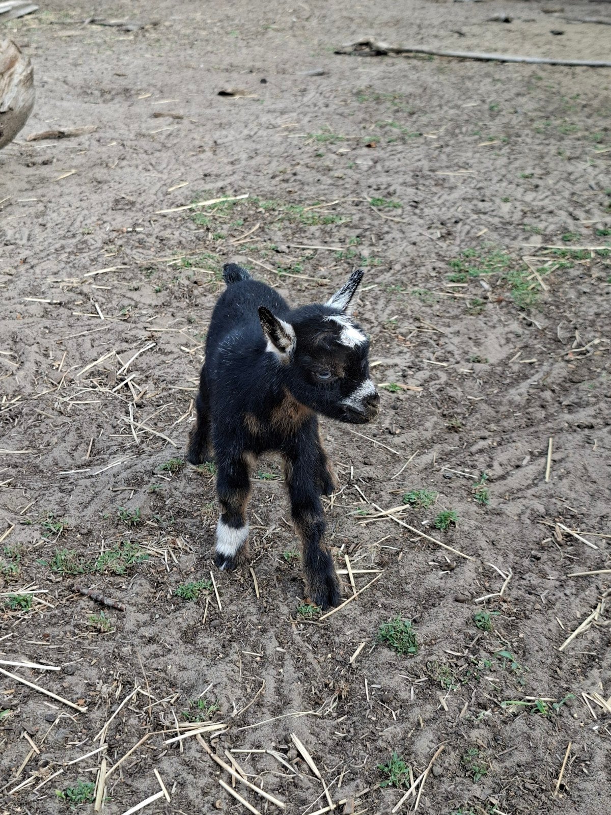 bokje