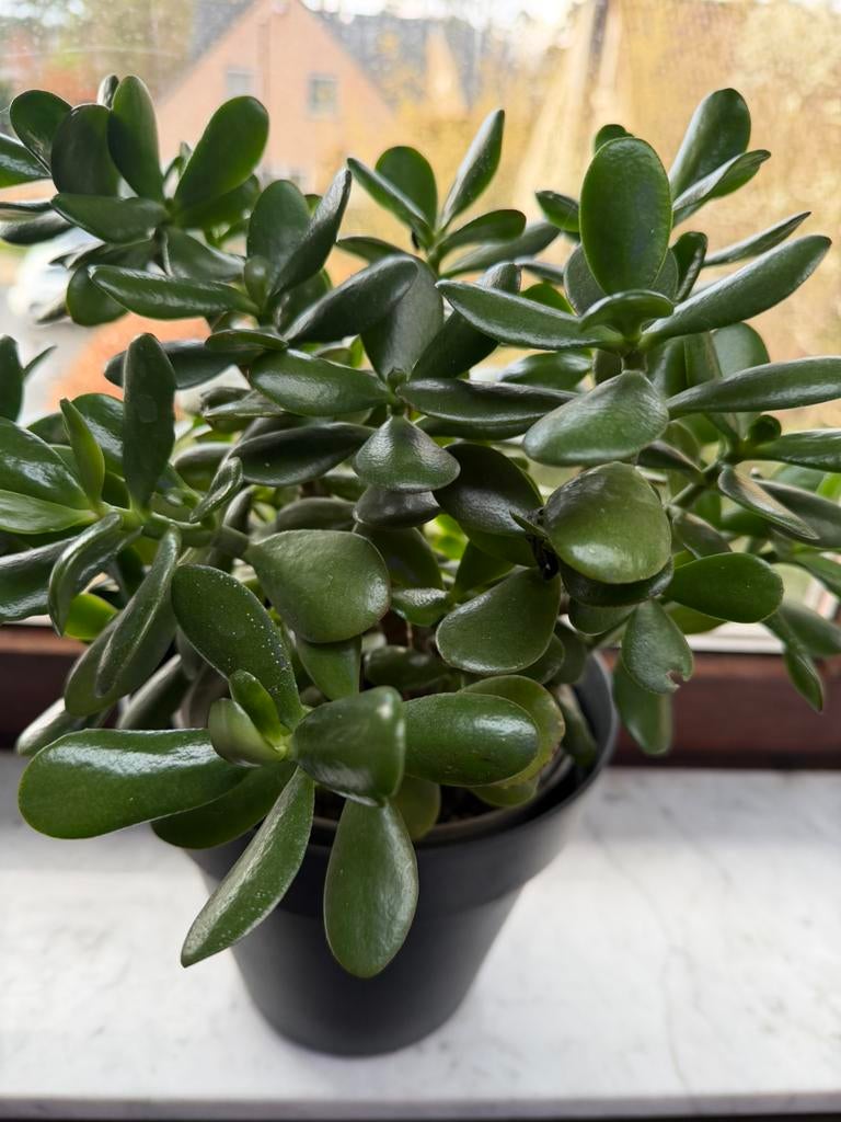 Crassula Ovata/Jadeplant, Enlèvement