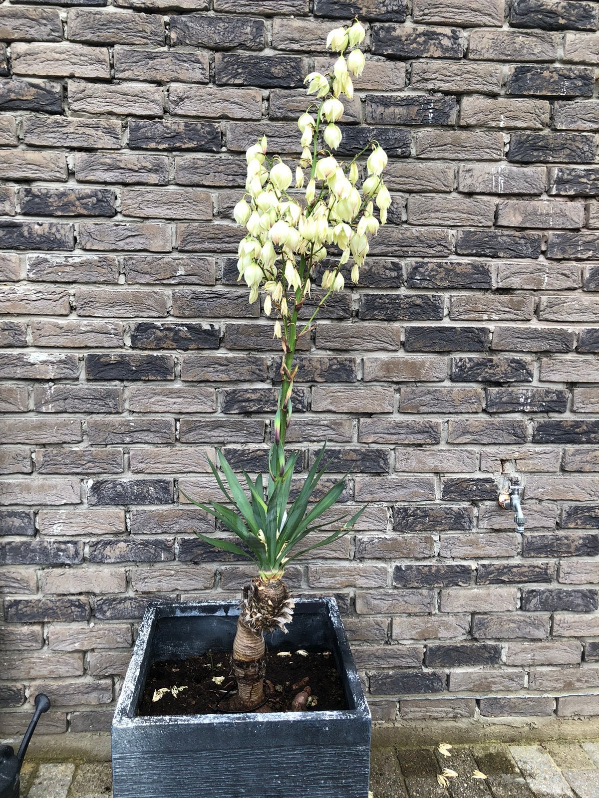 Palmboom, Tuin en Terras, Ophalen
