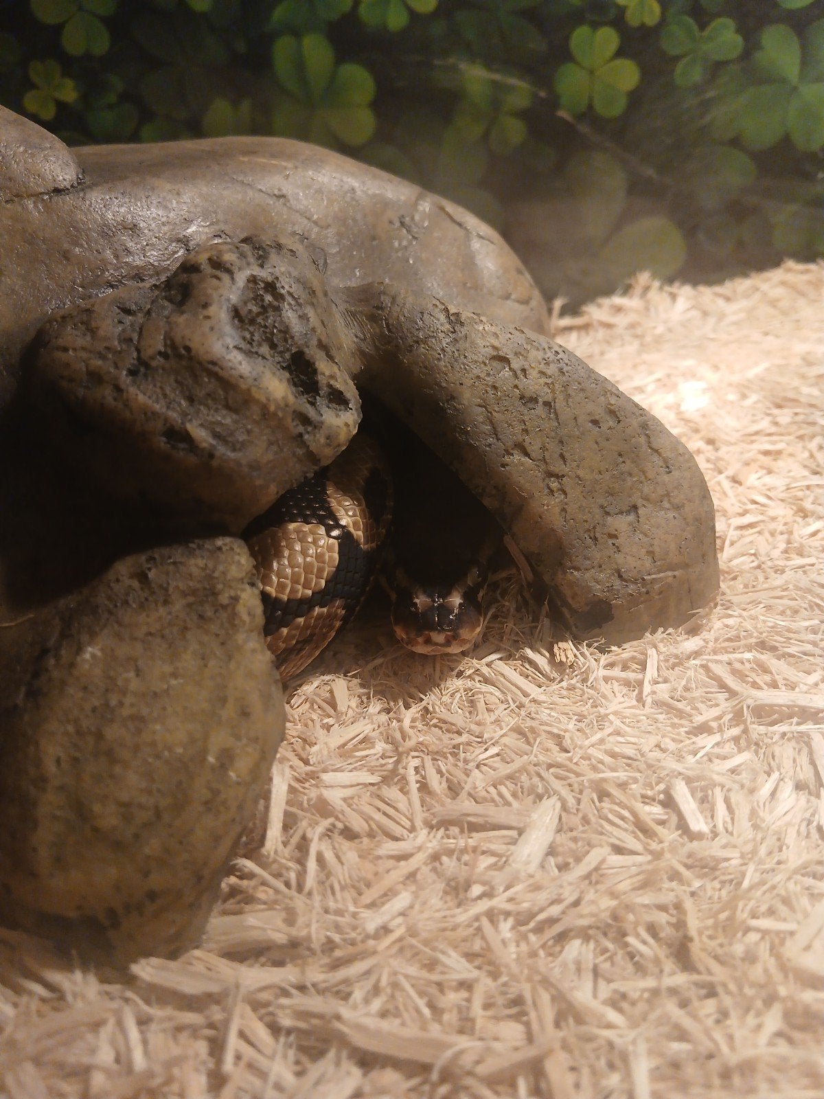 konings python regius Ball Python photo 4