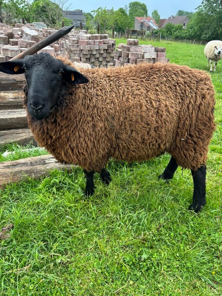 Stevige ram, Mâle, Mouton, 0 à 2 ans