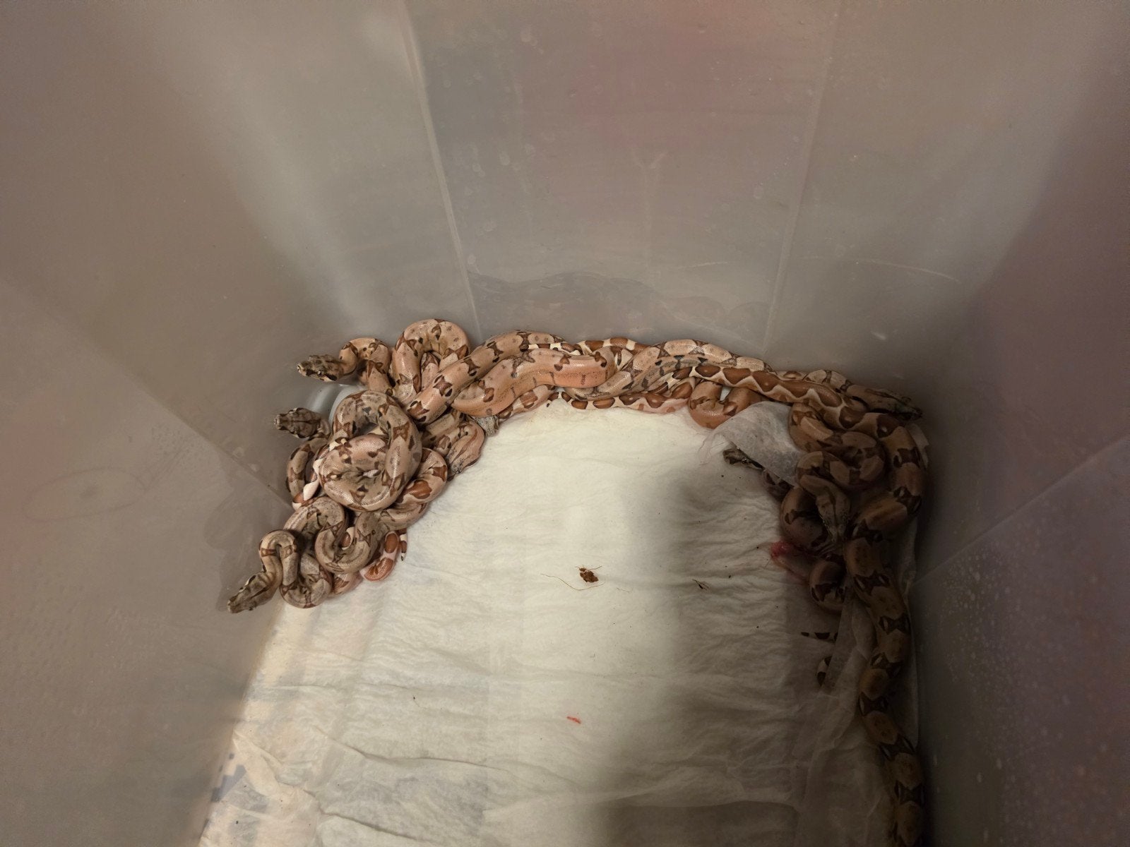 12 pasgeboren boa jong, Dieren en Toebehoren, Reptielen en Amfibieën
