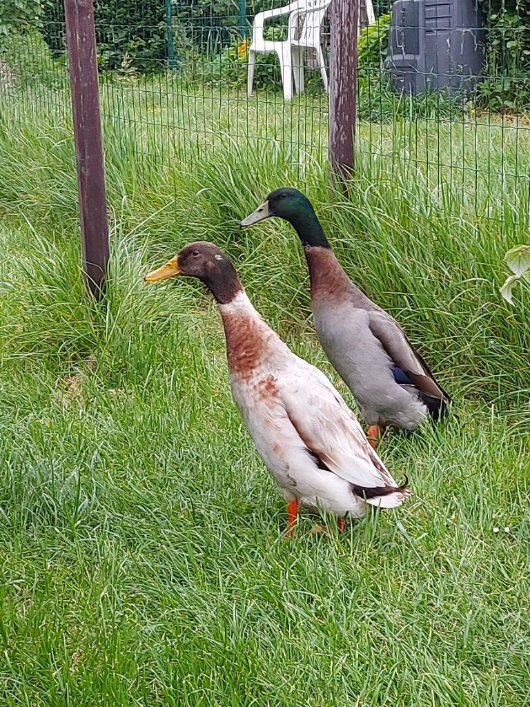 Mannelijke loopeend, Mannelijk, Eend