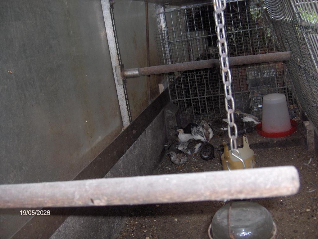 dwergkwartels, Meerdere dieren, Wildzangvogel