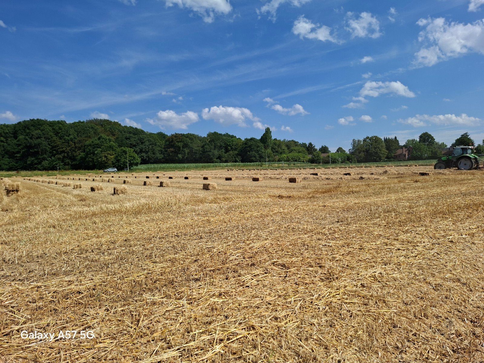 Tarwestro, Dieren en Toebehoren, Paarden