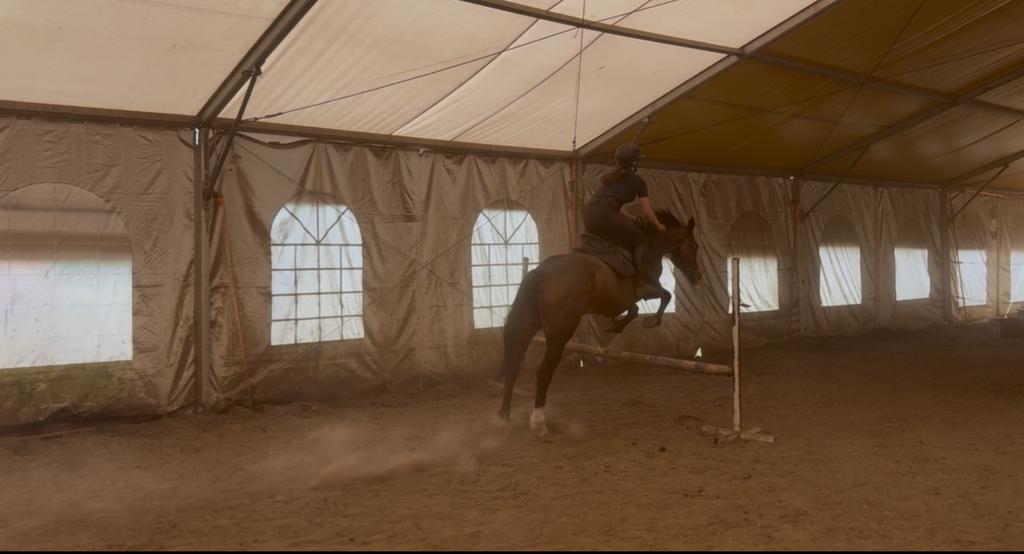 Te koop: Ulana B, Animaux & Accessoires, Chevaux, Jument, L, 160 à 165 cm, 3 à 6 ans, Cheval de saut, Avec pedigree, Avec puce électronique