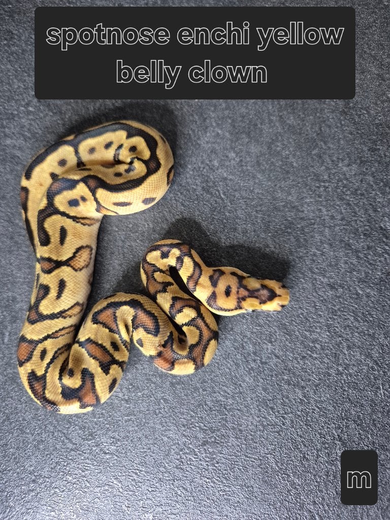 Python regius Ball Python photo 2