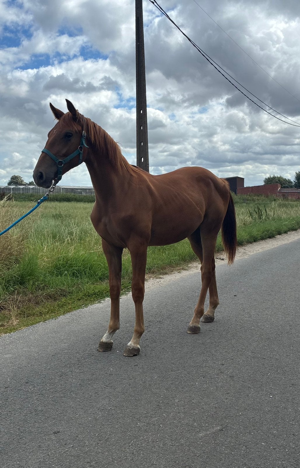 Jaarling hengst, Dieren en Toebehoren, Paarden, Springpaard, Met stamboom, 0 tot 2 jaar, Hengst