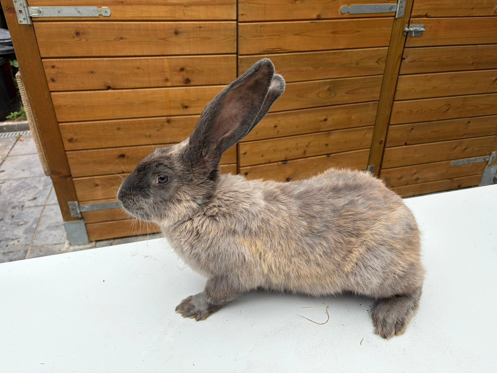 Lieve blue marter Duitse reus ram, Dieren en Toebehoren, Konijnen, Mannelijk, Groot, 0 tot 2 jaar
