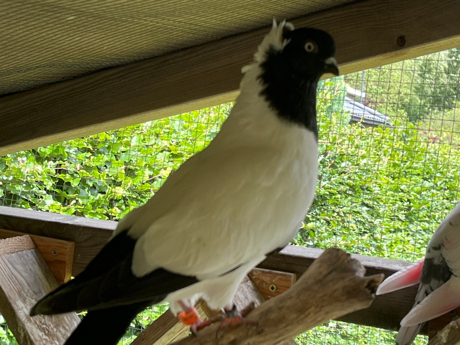 Duitse non doffer, Dieren en Toebehoren, Vogels | Duiven, Mannelijk, Overige soorten