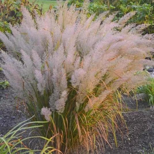 Graminée Calamagrostis brachytricha – Herbe aux diamants, Enlèvement
