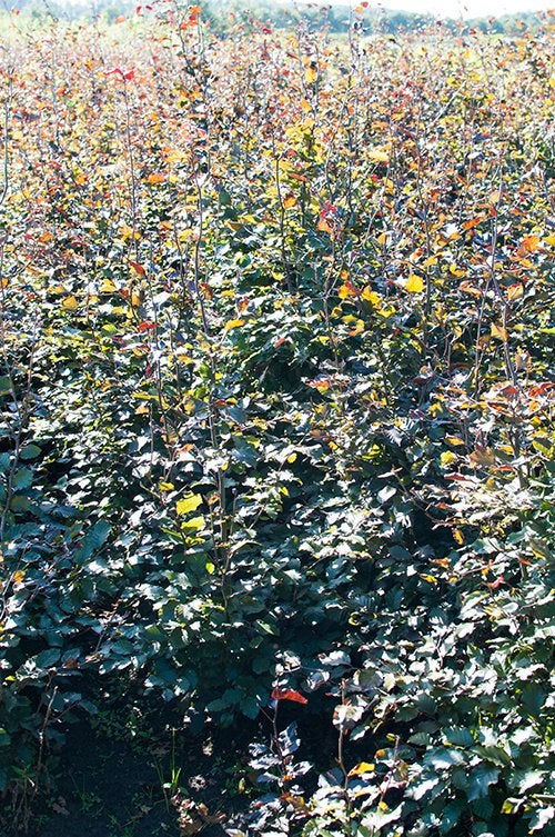 Rode beuk - Fagus sylvatica 'Atropunicea', Jardin & Terrasse, Enlèvement, Haie de hêtre, Haie