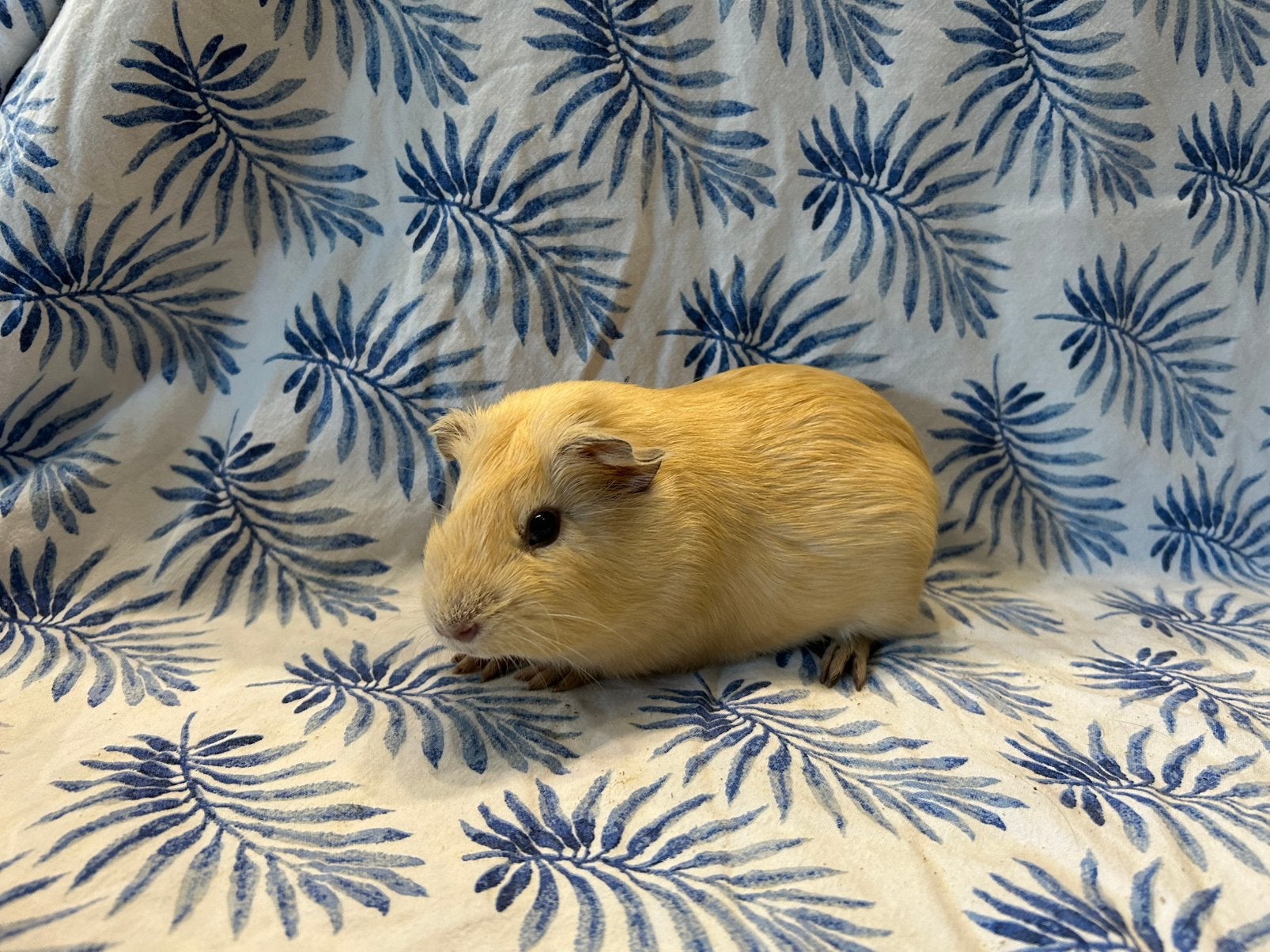 Cavia beertjes, Mâle, Domestique, Mai, Cobaye
