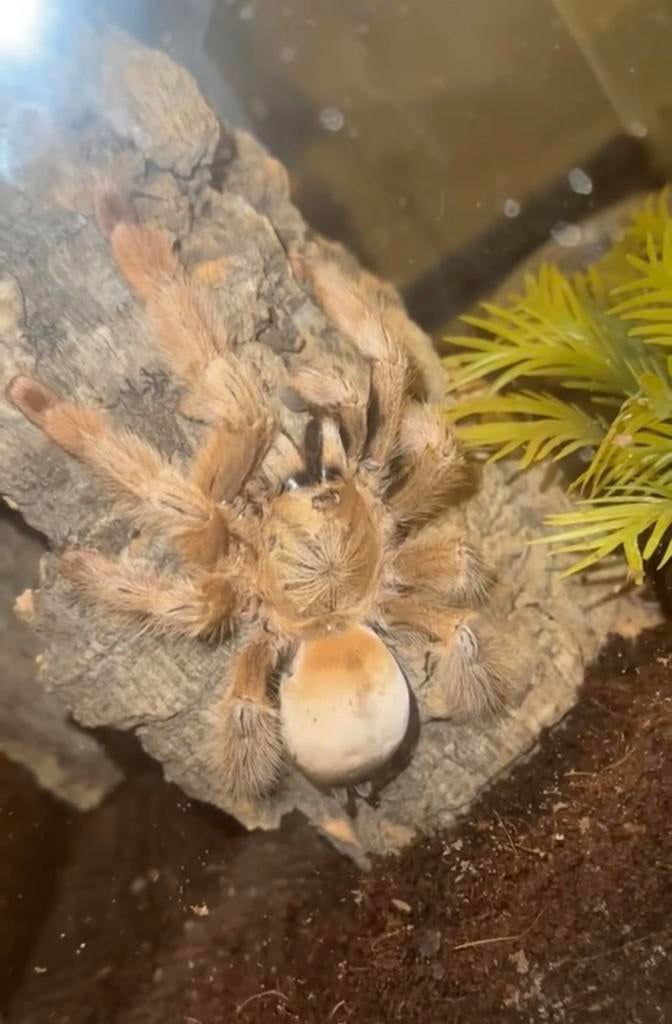Psalmopoeus pulcher vrouw + terra, Animaux & Accessoires, Araignée ou Scorpion