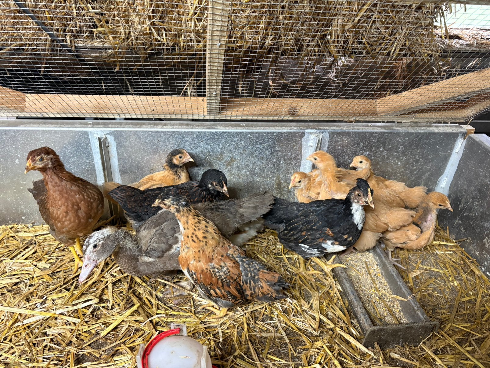 Kuikens