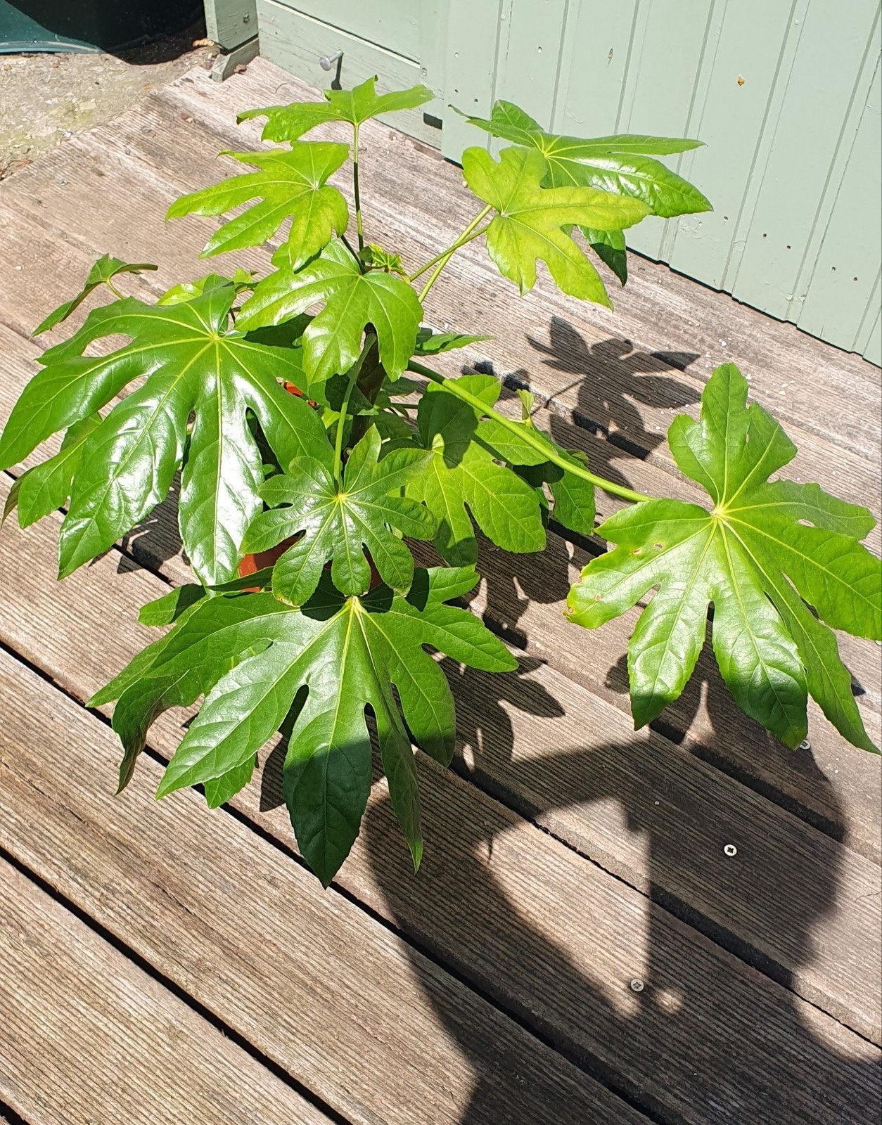 Fatsia japonica H 60cm. Kan binnen of buiten, Tuin en Terras, Ophalen