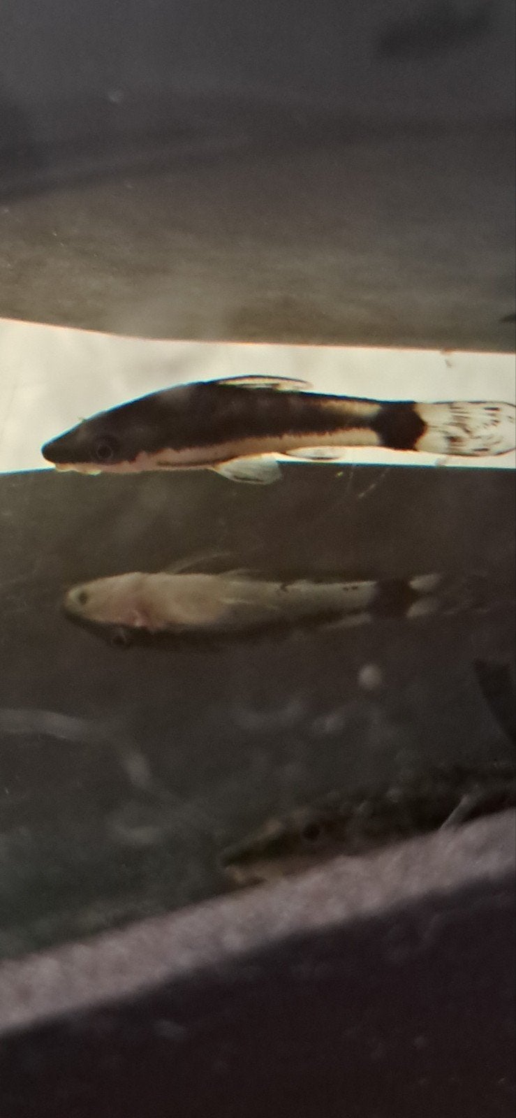 Otocinclus
