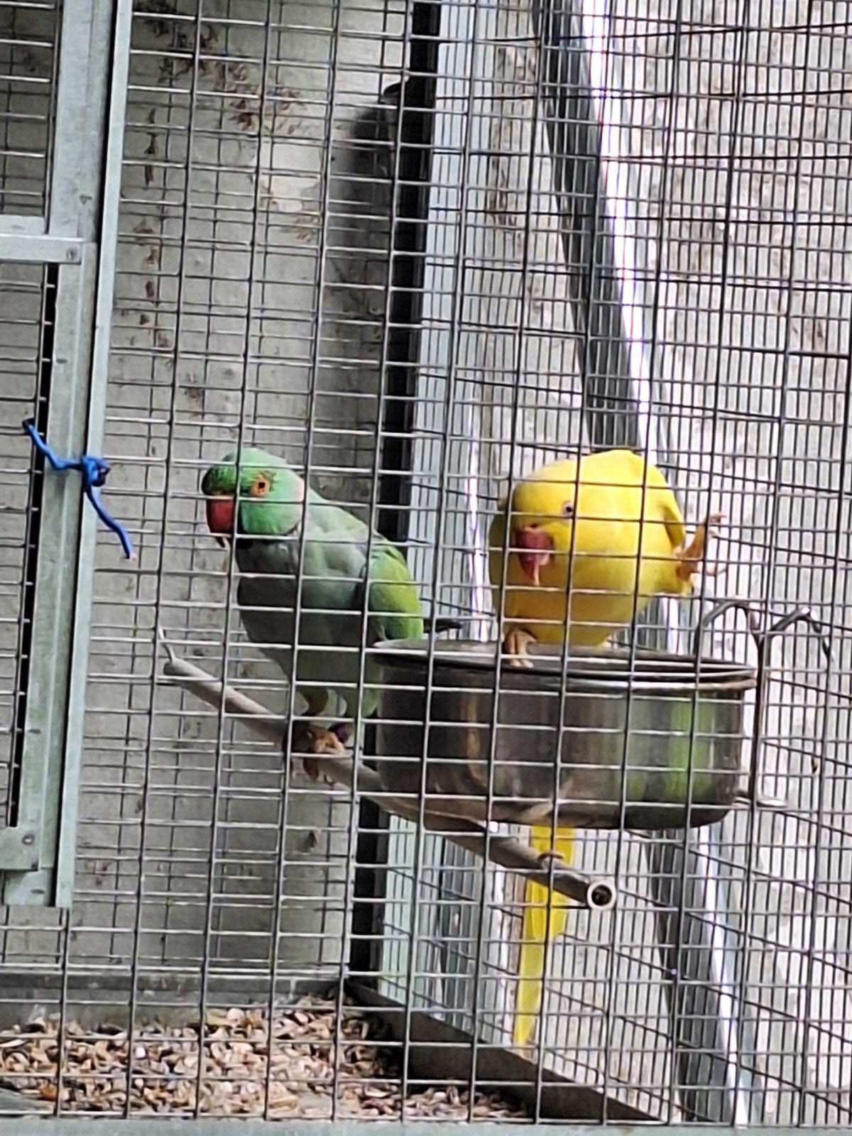 2 koppels halsbandparkieten met dubbele kooi, Dieren en Toebehoren