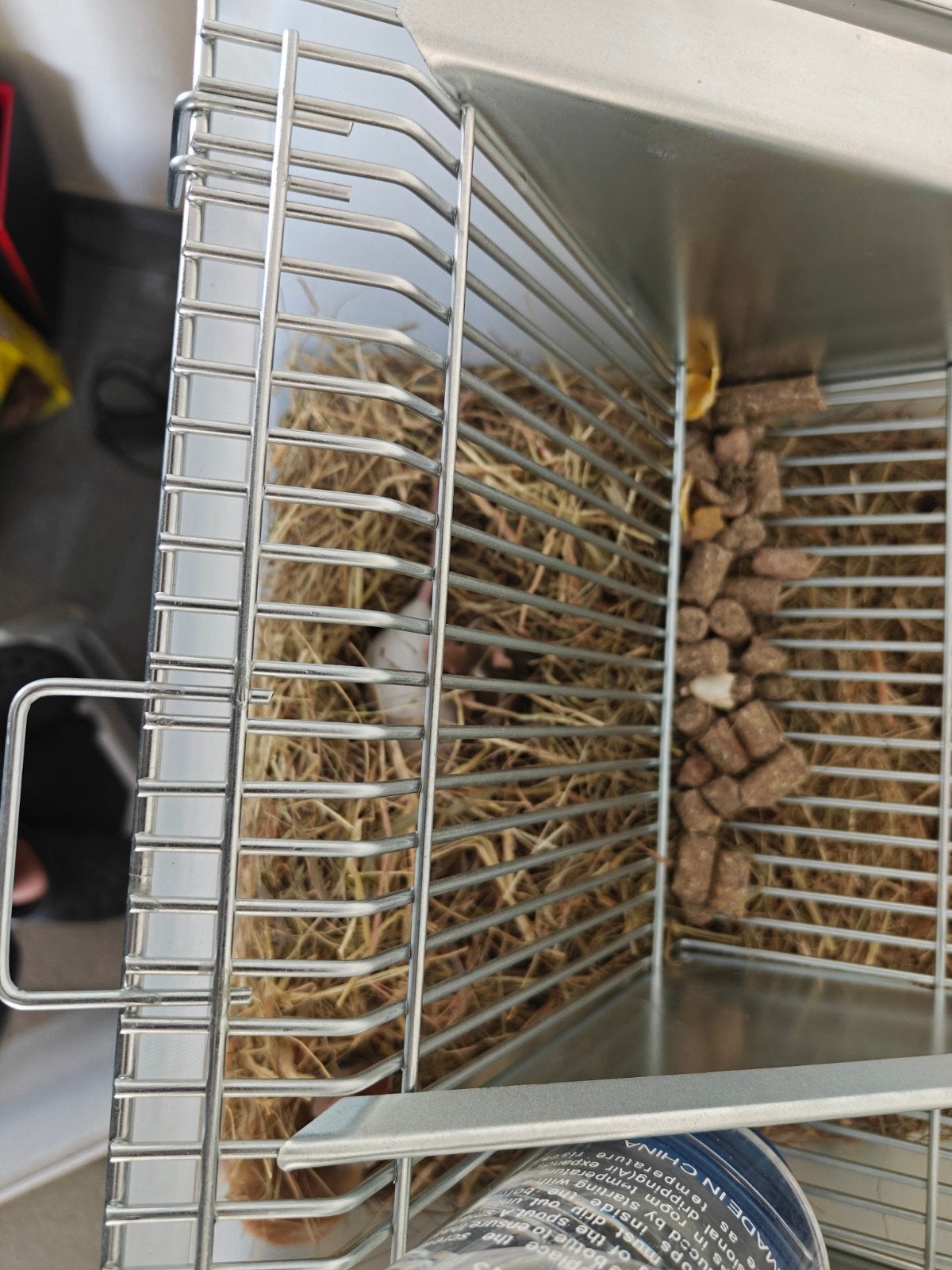 baby muisjes, September, Muis