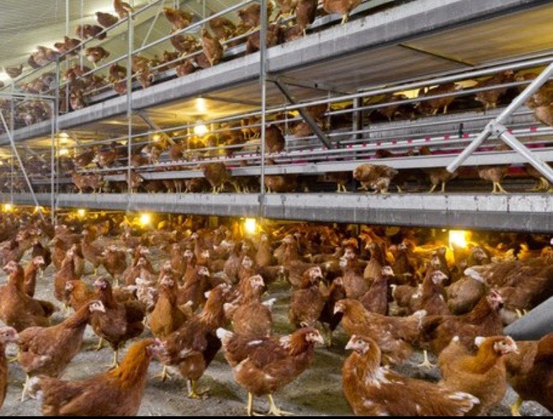 jonge Isa brown toplegkippen, Dieren en Toebehoren, Kip