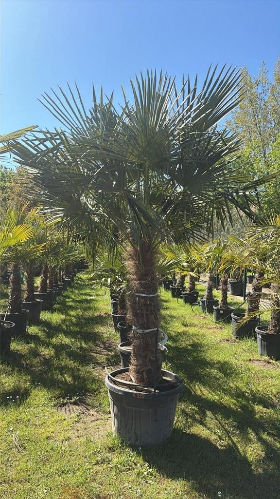 ‼️palmbomen trachycarpus fortunei aan promoprijzen‼️, Ophalen